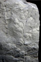Eusphenopteris trigonophylla